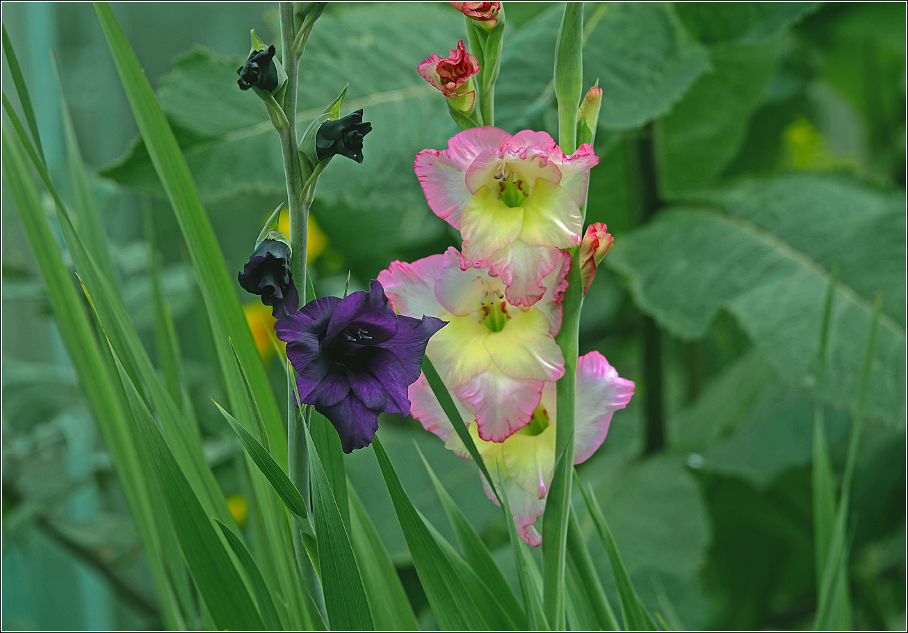 Изображение особи Gladiolus &times; gandavensis.