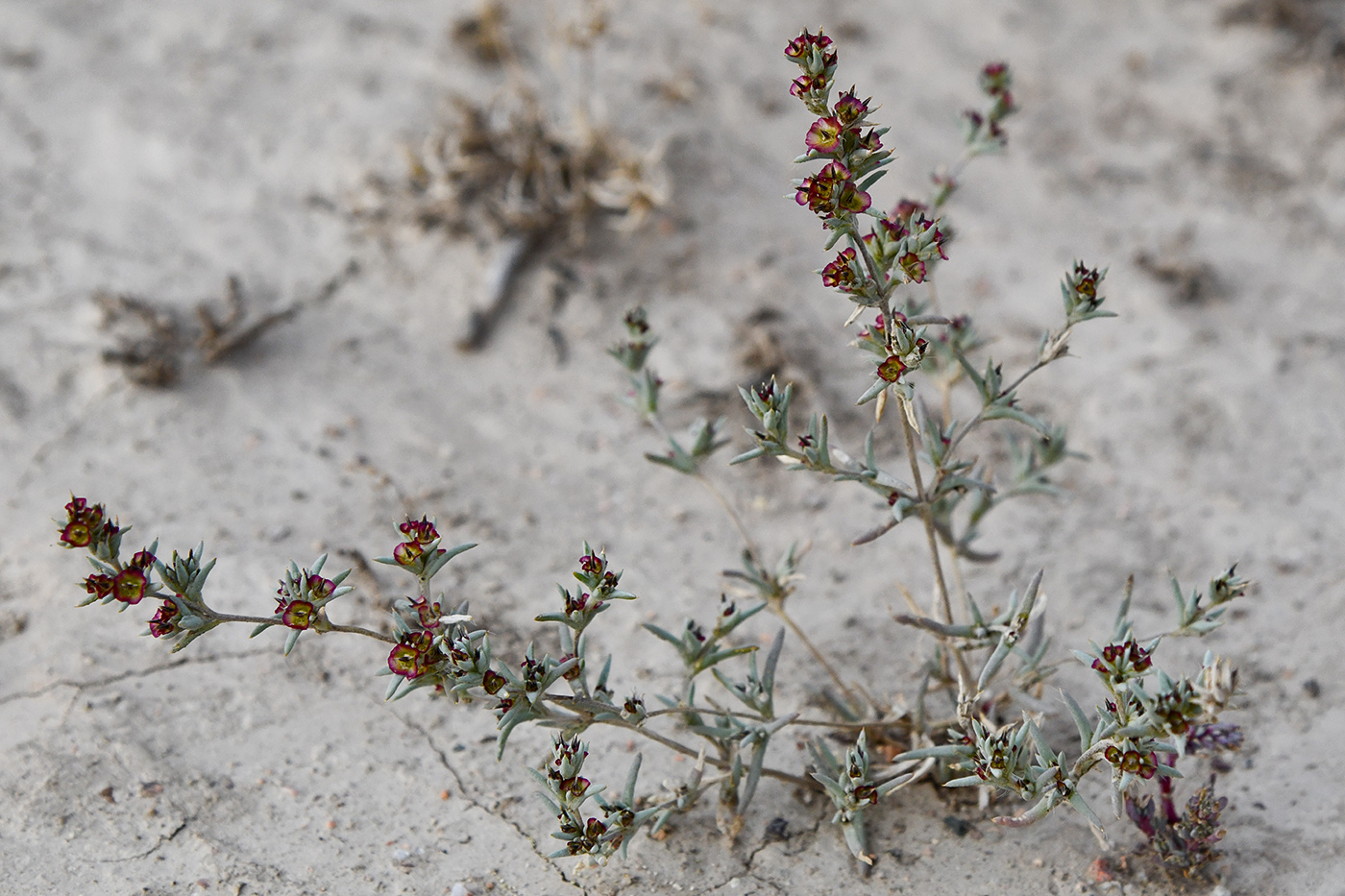 Изображение особи Pyankovia brachiata.