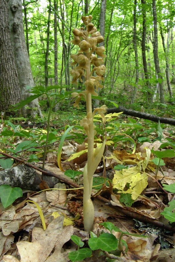 Image of Neottia nidus-avis specimen.