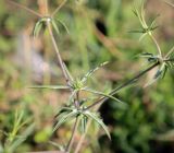 Eryngium caeruleum. Развивающееся соцветие. Абхазия, Гудаутский р-н, окр. с. Лдзаа, разнотравный луг. 08.06.2025.