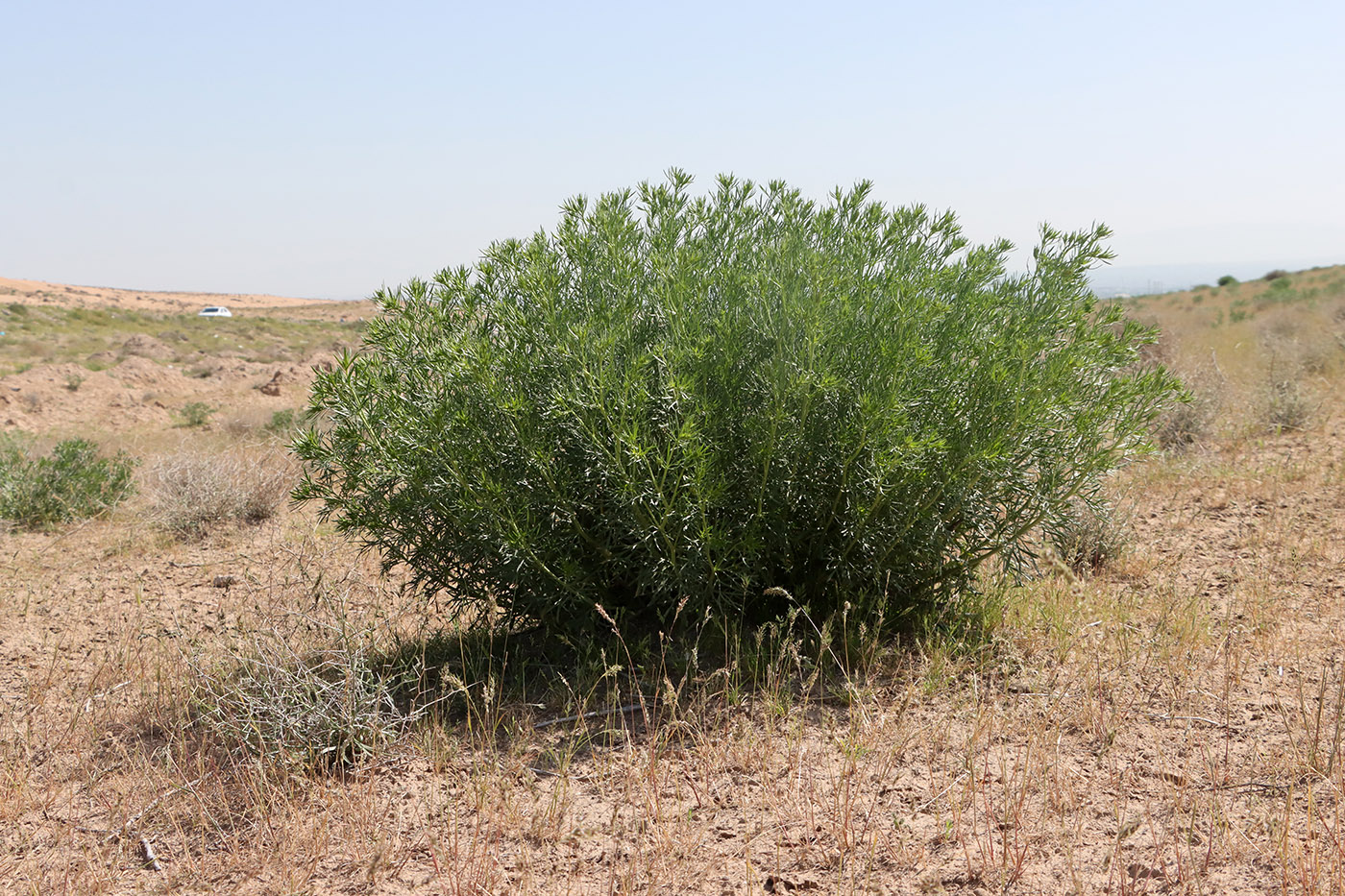 Image of Peganum harmala specimen.