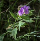 Lathyrus laxiflorus. Верхушка цветущего растения. Абхазия, Гудаутский р-н, Рицинский реликтовый национальный парк, дол. р. Юпшара, широколиственный лес. 09.06.2025.