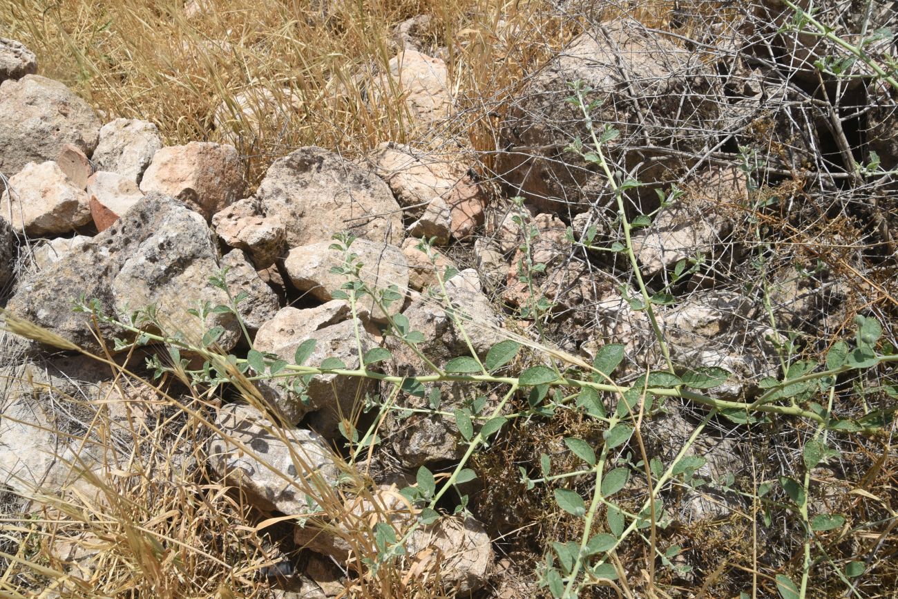 Изображение особи Capparis sicula.