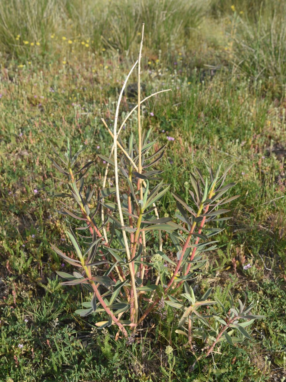 Image of genus Euphorbia specimen.
