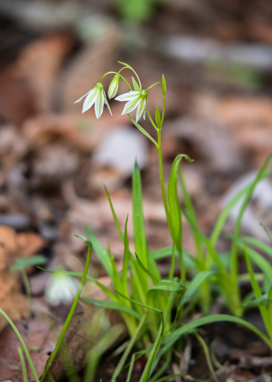 Изображение особи Lloydia triflora.