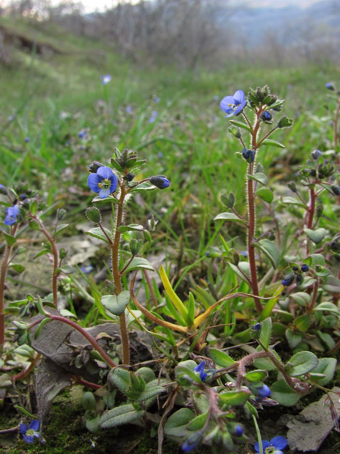 Изображение особи Veronica acinifolia.