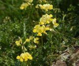 unknown species. Соцветия. Турция, ил Карс, крепость Ани, луг. 28 мая 2025 г.