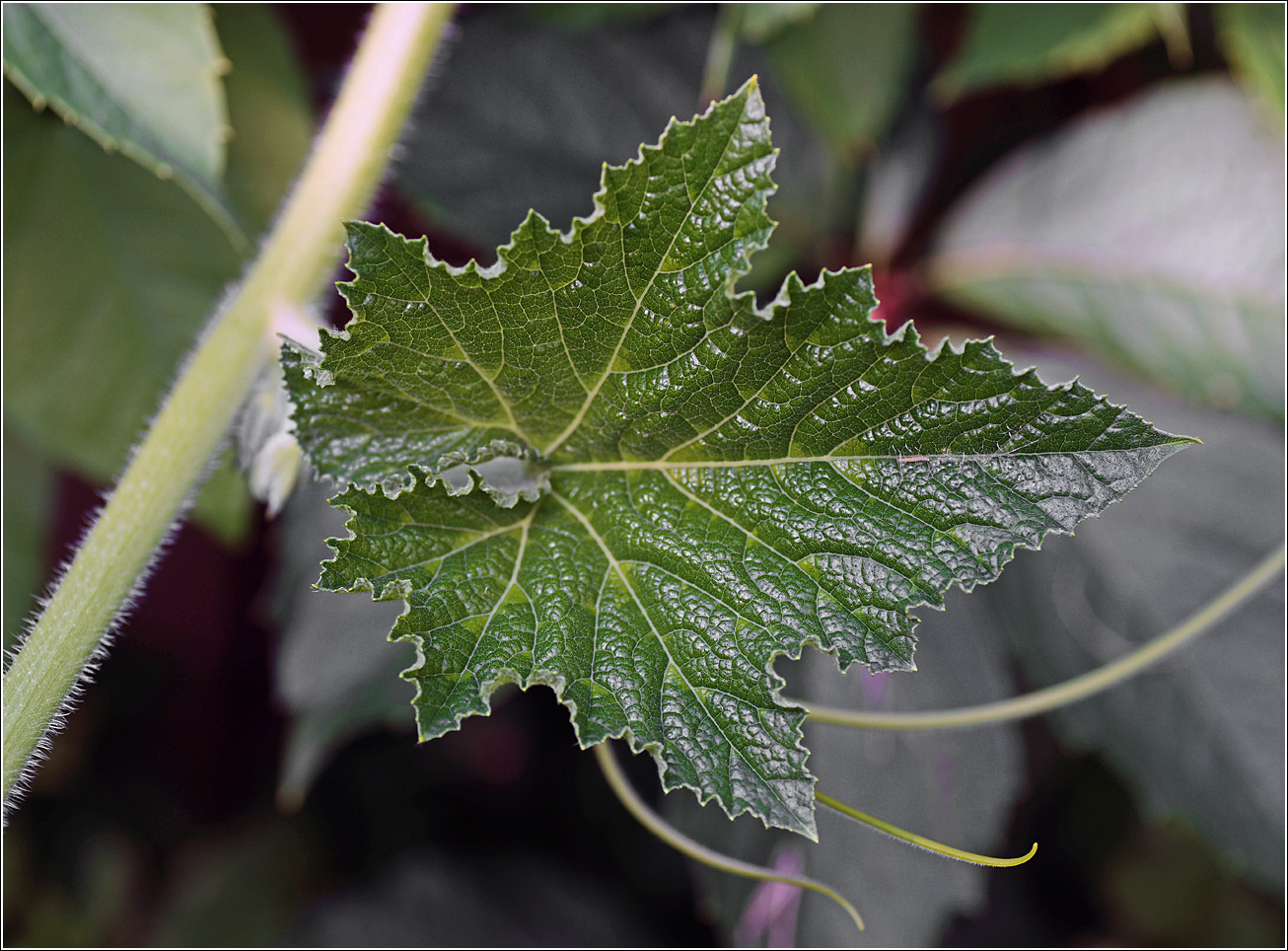 Image of Cucurbita pepo specimen.