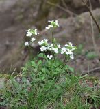Arabis caucasica. Цветущее растение. Республика Адыгея, Майкопский р-н, Гранитный каньон р. Белая в средней части, склон. 2 апреля 2026 г.