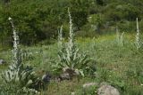 род Verbascum. Растения с развивающимися соцветиями. Грузия, край Самцхе-Джавахети, Аспиндзский муниципалитет, 550 м ниже ур. Тавкветула, прав. берег р. Кура, луг среди камней. 29 мая 2025 г.
