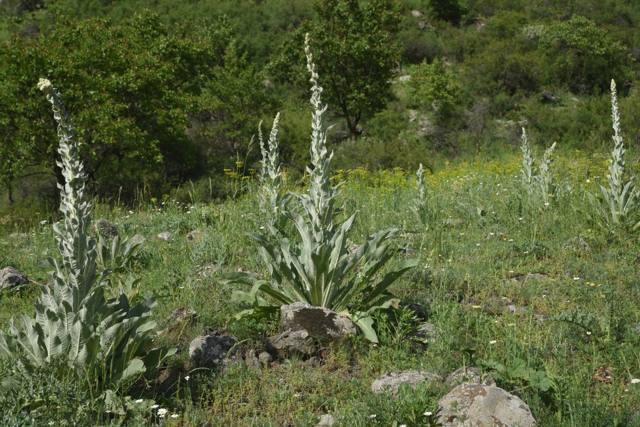 Image of genus Verbascum specimen.