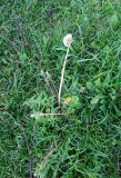 Taraxacum officinale