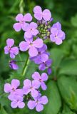 Hesperis matronalis. Соцветие. Московская обл., ГО Подольск, мкр-н Климовск, палисадник. 24.05.2026.