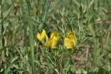 род Chamaecytisus