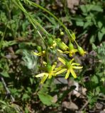 genus Senecio. Верхушка цветущего растения. Грузия, край Самцхе-Джавахети, окраина с. Тмогви, окр. южного берега оз. Цунда, горная степь. 8 июня 2026 г.