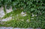 Parthenocissus tricuspidata. Побеги вегетирующего растения. Португалия, округ Коимбра, г. Кондейша-а-Нова, в культуре. 14.06.2026.
