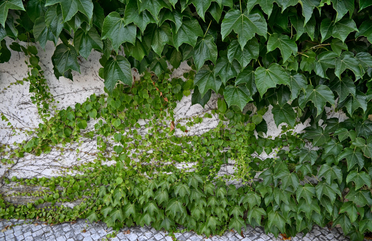 Image of Parthenocissus tricuspidata specimen.