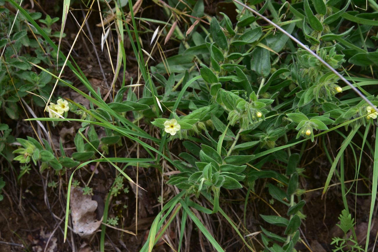 Изображение особи семейство Boraginaceae.