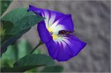 Convolvulus tricolor. Цветок с питающейся мухой-журчалкой (v.minor Кокарда голубой). Московская обл., Раменский р-н, окр. дер. Хрипань, садовый участок. 05.08.2026.