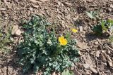 Glaucium fimbrilligerum. Цветущее растение. Узбекистан, Джизакская обл., хр. Нуратау, окр. перевала Саурбель, каменисто-щебнистый склон, ок. 1060 м н.у.м. 13.05.2025.