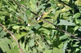 Artemisia integrifolia. Часть побега. Приморский край, Шкотовский р-н, окр. с. Новонежино, сырой луг. 08.08.2026.