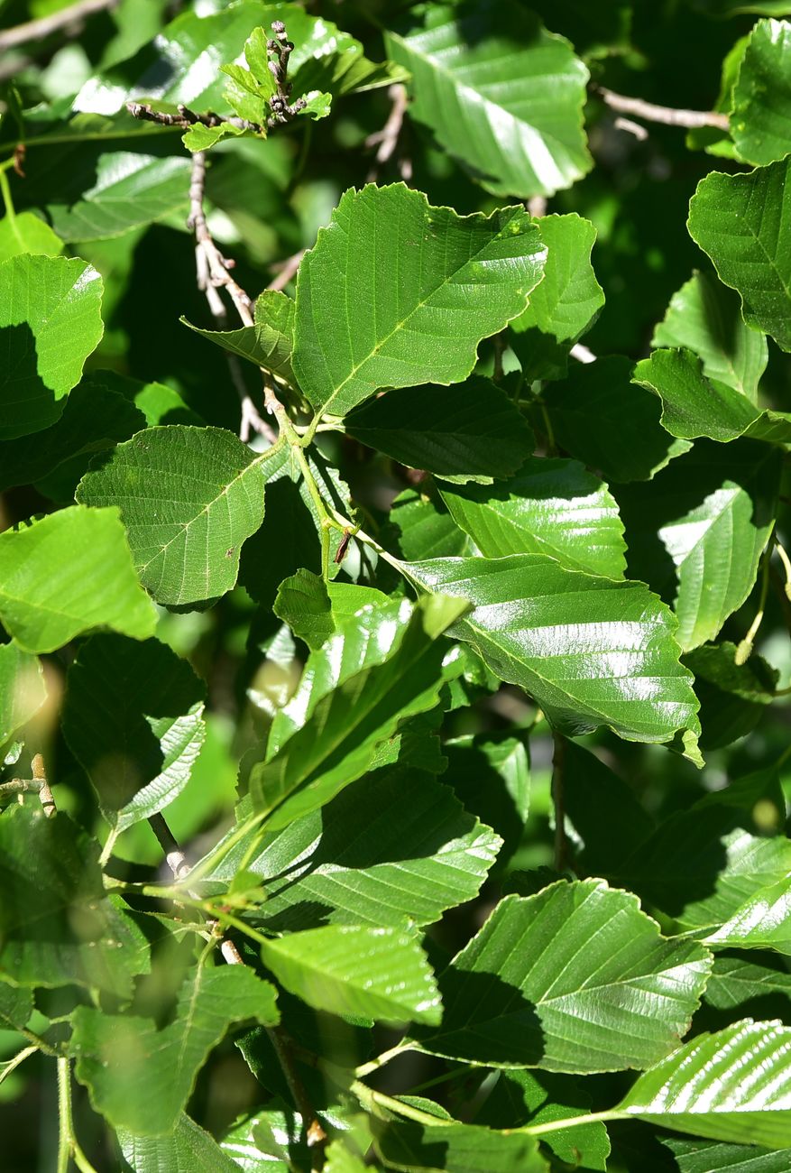 Изображение особи Alnus glutinosa.