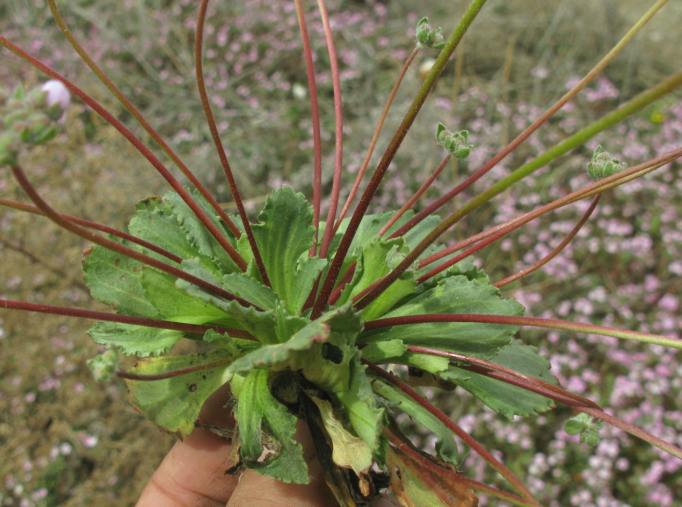 Image of Androsace sajanensis specimen.