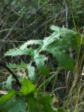 familia Asteraceae. Лист. Республика Молдова, муниципалитет Кишинёв, г. Кодру, пустырь. 18 июля 2026 г.