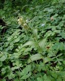 Epipactis papillosa. Цветущее растение. Хабаровский край, г. Комсомольск-на-Амуре, юго-восточный склон сопки \"Ключевая\", смешанный лес с преобладанием Betula. 18.07.2026.