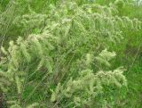 Salix cinerea