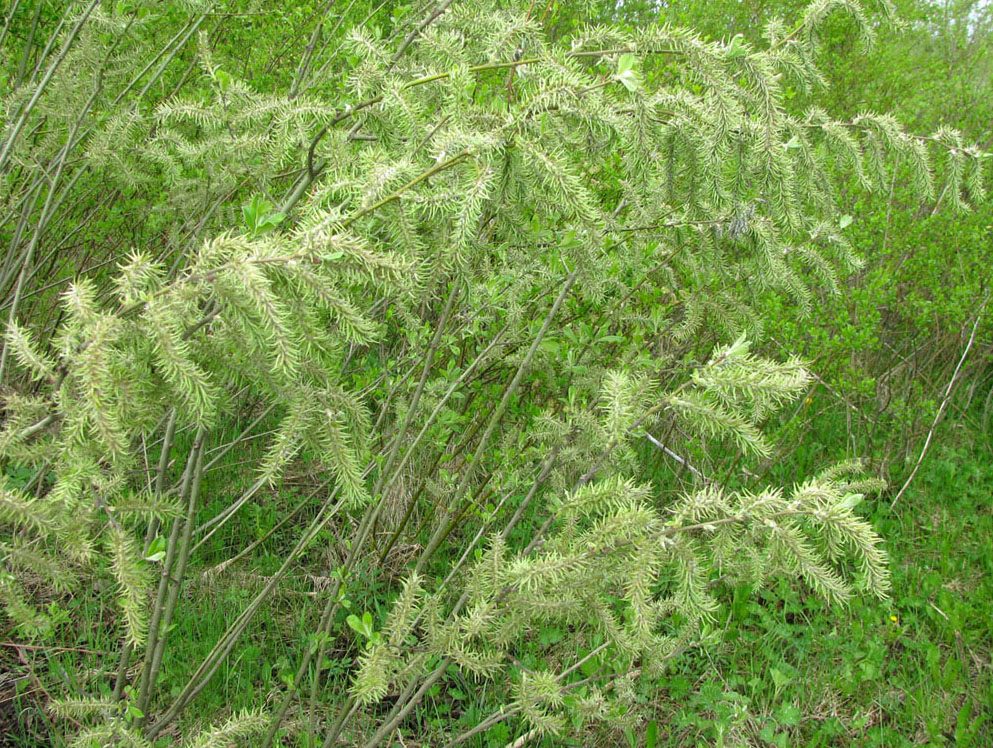 Image of Salix cinerea specimen.
