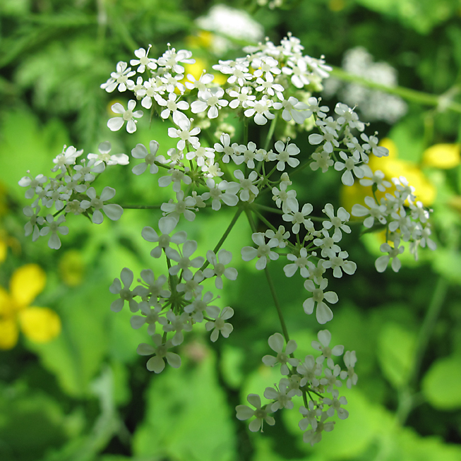 Изображение особи Anthriscus sylvestris.