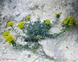 genus Odontarrhena. Цветущее растение. Крым, окр. Севастополя, Каламита, разрушающийся известняк. 11 мая 2011 г.