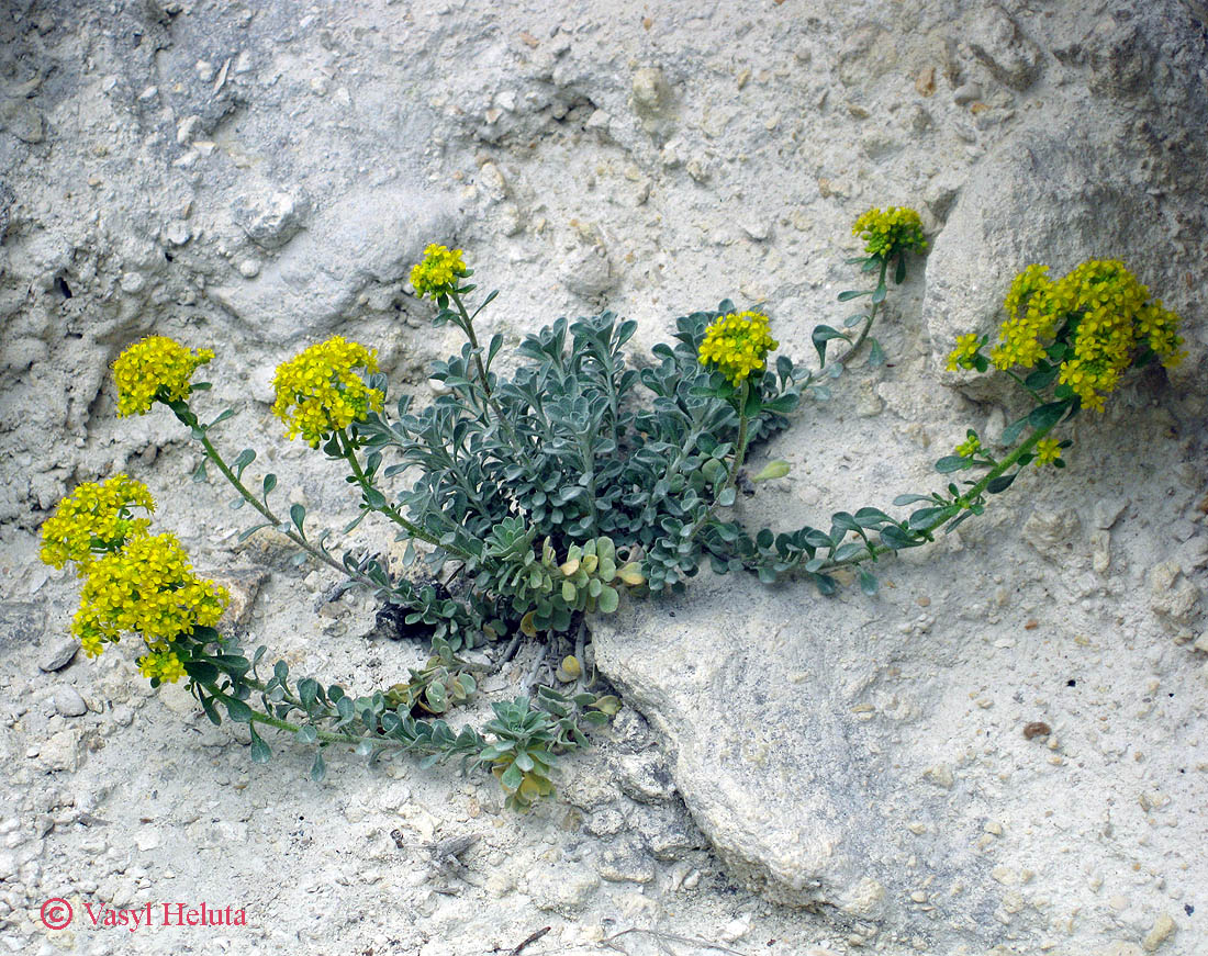 Image of genus Odontarrhena specimen.