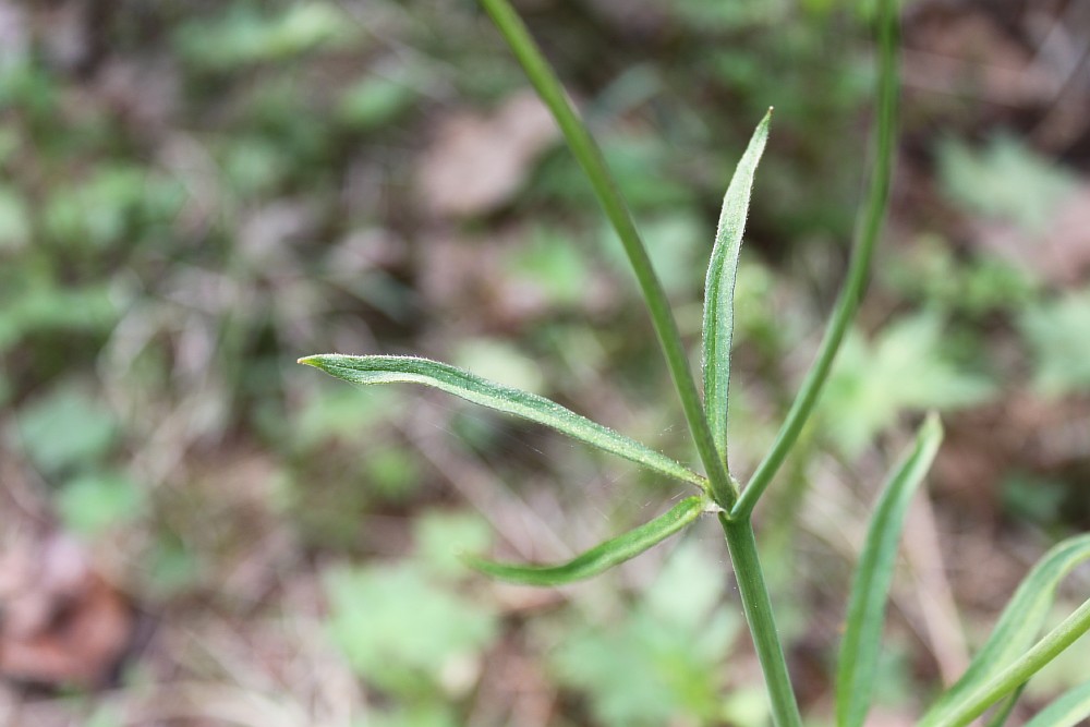 Image of Ranunculus propinquus specimen.