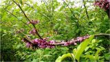 Cercis griffithii