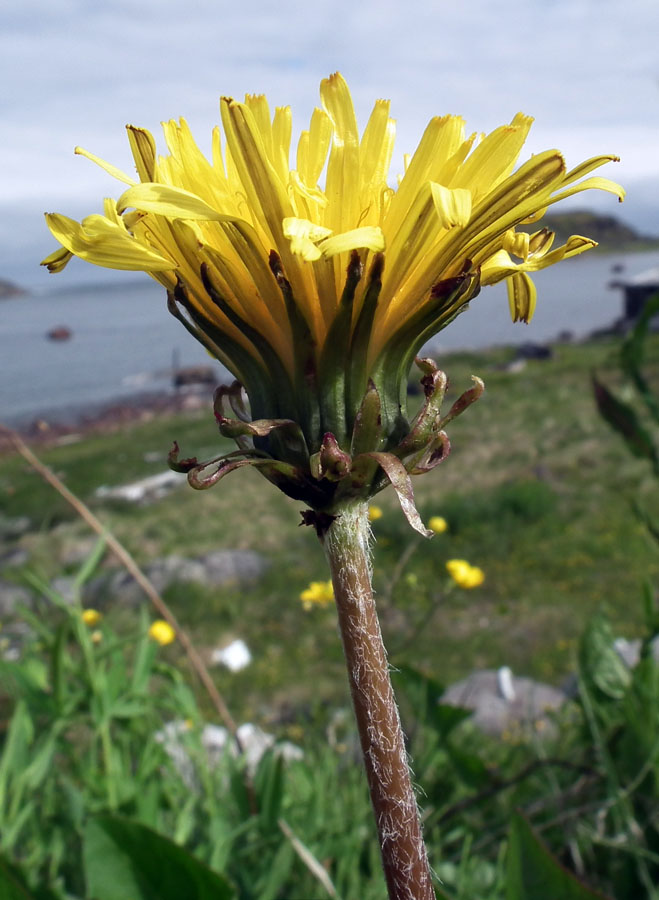 Изображение особи род Taraxacum.