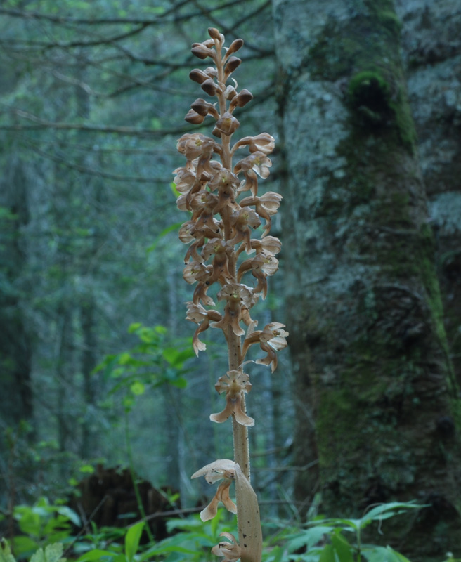Image of Neottia nidus-avis specimen.