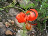 Lilium pumilum