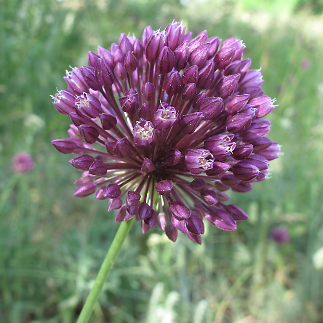 Изображение особи Allium rotundum.