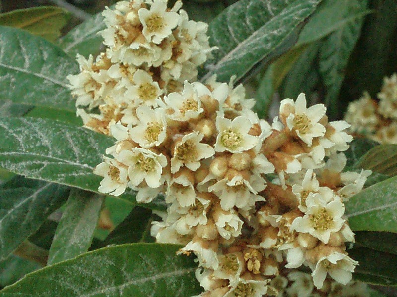 Image of Eriobotrya japonica specimen.