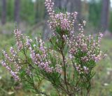 Calluna vulgaris