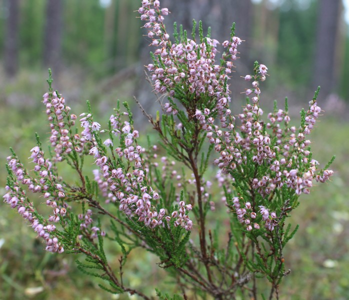 Image of Calluna vulgaris specimen.