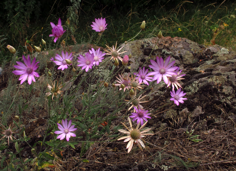 Изображение особи Xeranthemum annuum.