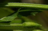 Epilobium consimile
