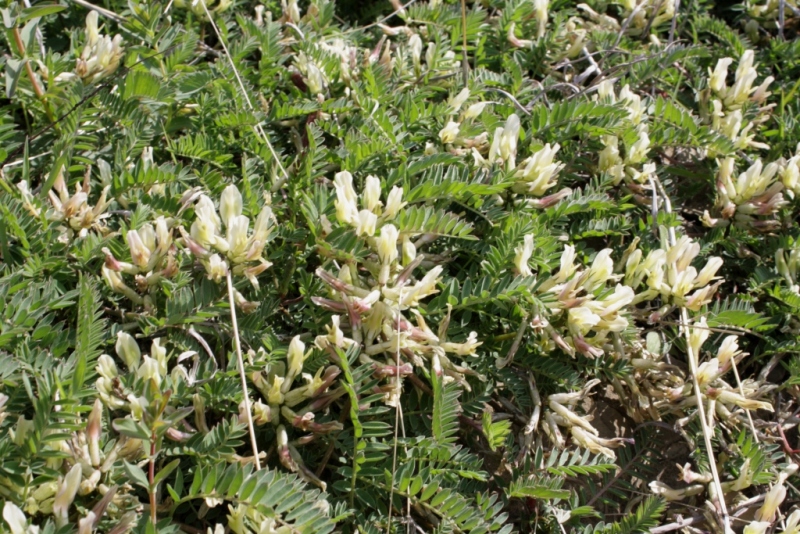 Image of Astragalus resupinatus specimen.