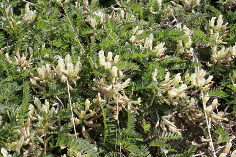 Изображение особи Astragalus resupinatus.