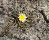 род Taraxacum