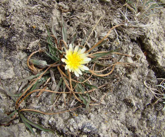 Изображение особи род Taraxacum.