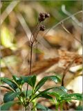 Chimaphila umbellata. Соплодие. Чувашия, окр. г. Шумерля, урочище \"Карьер\". 17 сентября 2011 г.
